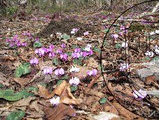 Цикламен косский 005